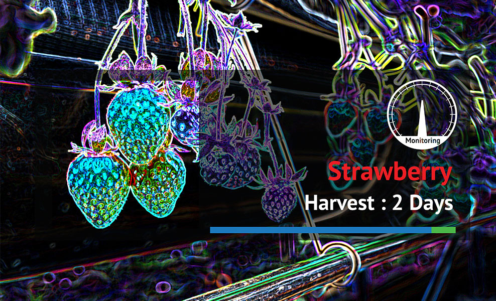 Infrarotaufnahme einer Erdbeerpflanze