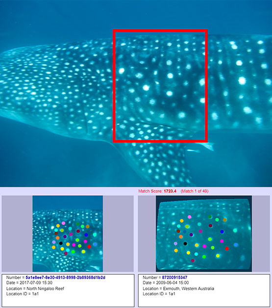 Whale Shark on software